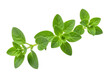 © maikal - Fresh green oregano herb sprig isolated on transparent background