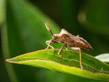 Lederwanze auf Blatt