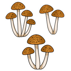 Poster - A vector illustration featuring three clusters of stylized brown mushrooms with unique textured caps, isolated on a white background, perfect for autumnal designs.