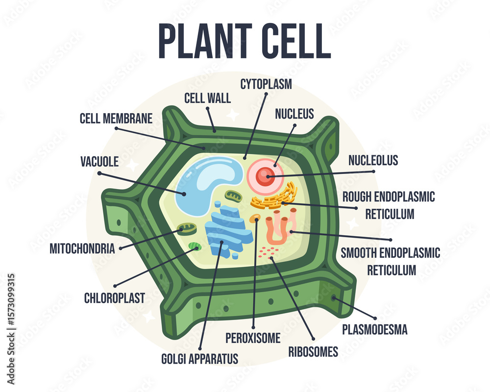 Labeled Flat Vector Illustration of Plant Cell Structure – Educational ...