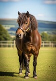 Majestic Pony in Pasture - A brown pony stands gracefully in a lush green pasture, symbolizing serenity, strength, beauty, freedom, and rural life