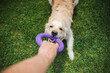 © StockMediaSeller - Golden retriever joyfully playing tug of war with owner using a purple ring toy on fresh green grass outdoors