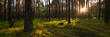© gluuker - summer pine green forest with mossy hummocks and sun rays from behind trees. morning landscape. idyllic side widescreen panoramic view in 15x5 format