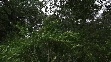 Wall Mural - forest with trees and a cloudy sky