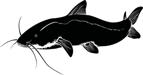 Poster - Black and white illustration of a catfish with detailed fins and whiskers