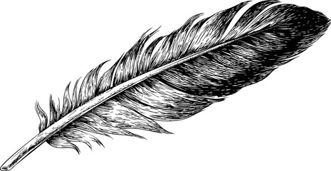 Poster - Detailed black and white illustration of a single feather, hand-drawn style