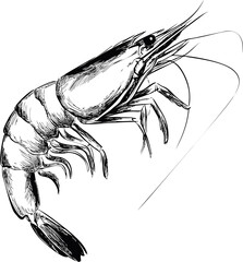 Poster - Black and white line drawing of a shrimp with detailed features sketch