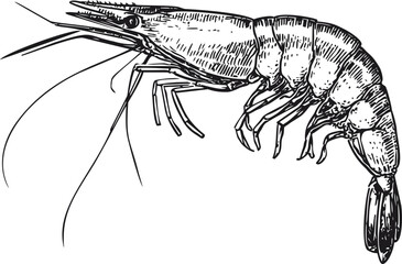 Poster - Detailed black and white illustration of a shrimp side view sketch
