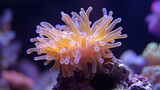 Vibrant anemone on coral reef aquarium