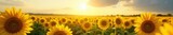 Sunflowers Stretching to the Horizon A Vibrant Symbol of Limitless Internet Potential