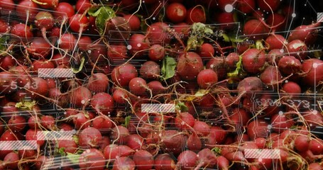 Poster - Opening close-up, nodes pulsing over red radishes, panels sliding, fading and analyzing produce