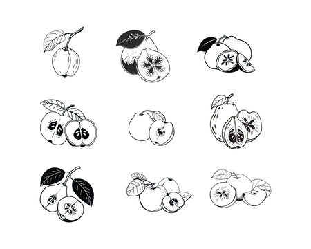 This image showcases a collection of hand-drawn quince and apple fruits, both whole and sliced