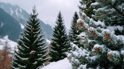 Poster - Snow-covered pine trees in a serene mountain landscape, showcasing the beauty of winter and nature's tranquility.
