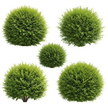 Isolated Bush Illustration Featuring Green Spherical Plants on Transparent