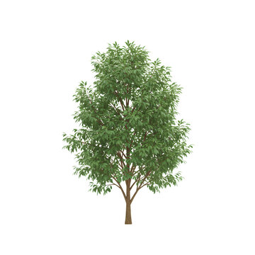 Lush Green Tree with Brown Trunk on Transparent Background