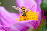 Schwebfliege auf Blüte, Syrphidae