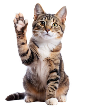 cat-giving-high-five- isolated on white background, png, ai generated.