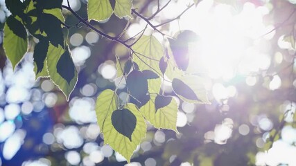 Bright green leaves background texture nature summer sunlight foliage branch botany growth fresh