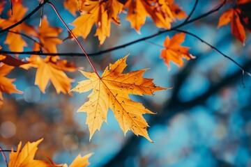 Poster - Close up of a vibrant golden maple leaf hanging on a branch, illuminated by autumn sunlight, with a soft, blurred background