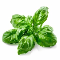 Poster - Vibrant green basil leaves, freshly picked and ready for culinary use, isolated on white