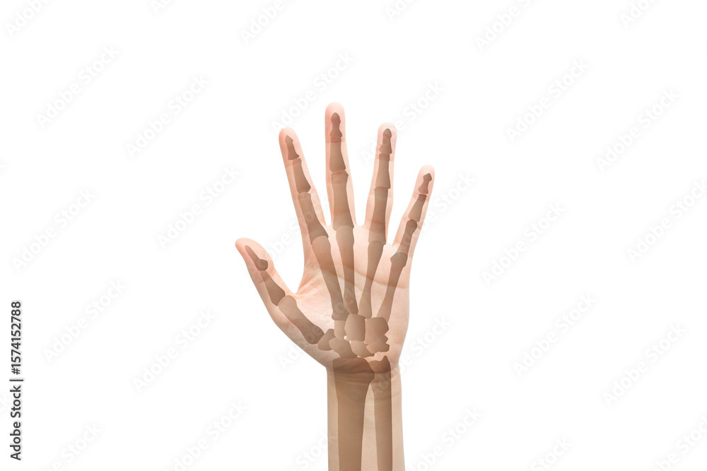 Human hand and wrist bones isolated on white background. Stock Photo ...