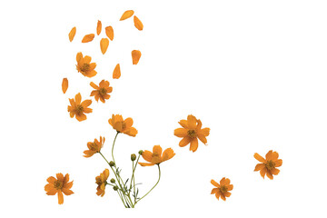 Wall Mural - orange flowers cosmos arrangement flat lay postcard style 