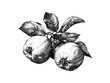 © Vintage Studio - Vintage engraved quince fruit illustration, retro botanical print, antique style sketch, healthy food decor, hand-drawn ink drawing, old engraving, rustic kitchen art, natural produce