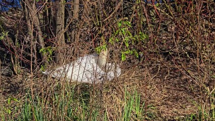 Wall Mural - A bright white swan sits on its nest protected by many branches and bushes.
