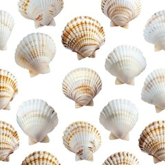 Poster - Numerous seashells arranged in a visually appealing pattern on a pristine white background, creating an interesting and aesthetically pleasing composition