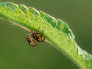bug pair