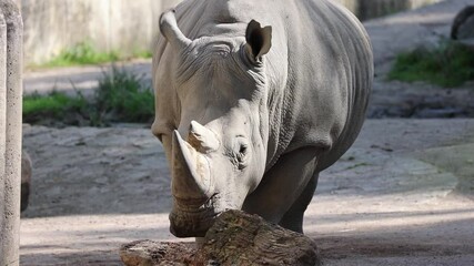 Wall Mural - Close up of a rhino