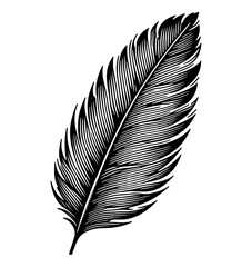 Wall Mural - detailed engraved style feather illustration in black and white on white background