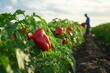 © kalyani - A small farmer harvesting enormous bell peppers in a vast field