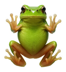 Wall Mural - european tree frog with bright green skin and adhesive toe pads
