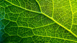 © utaem2022 - Intricate network of veins in a vibrant green leaf