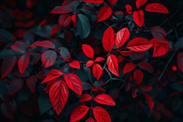 Poster - Red and dark green leaves growing on a bush in autumn, creating a vibrant contrast