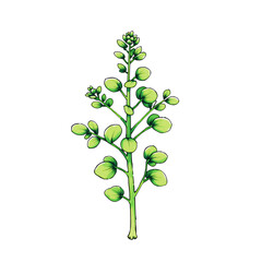 Poster - Illustration of a green plant with round leaves and buds against a black background art work on transparent background