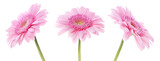Pink gerbera flower on white background, set
