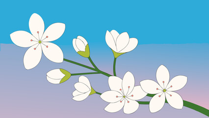Poster - Elegant floral illustration featuring blooming white flowers on transparent background