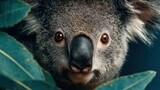 Wild koala conservation portrait with eucalyptus leaves, Australian wildlife protection nature concept for animal ads