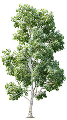 lush green tree with vibrant foliage.
