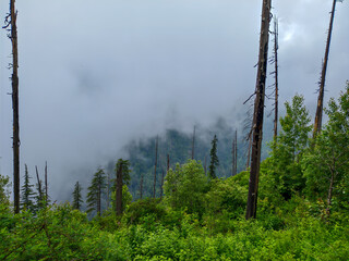 Wall Mural - Foggy Mountain Forest with Tall Trees and Lush Greenery