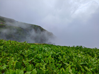 Wall Mural - Misty Hillside with Lush Green Foliage and Atmospheric Cliff View
