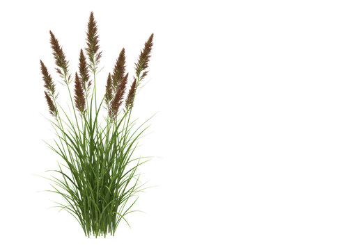 Vibrant green wild grasses and herbs with reddish-brown fescue/foxtail seed heads, isolated on a transparent background with ample copy space, rendered with lifelike accuracy and shadowless lighting.