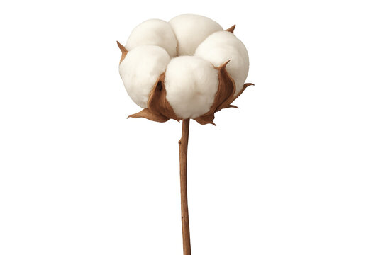 Close-up of a cotton plant displaying fluffy white cotton bolls, set against a transparent background, ready for easy integration into designs