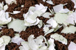 © Sahadat - Close-up texture of mixed used black tea granules and broken eggshells. Both are beneficial for gardens, providing compost, mulch, fertilizer, calcium, and pest deterrence.