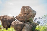 Cacti growing on large rock formations.
