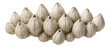 © studioworkstock - Cluster of barnacles with conical shells and chalky appearance