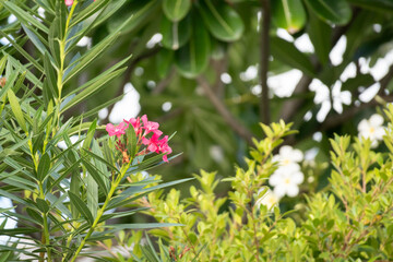 Wall Mural - Pink Oleander flower in the garden