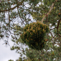 Witches broom parasitic growth on a pine tree in Pyrenees
